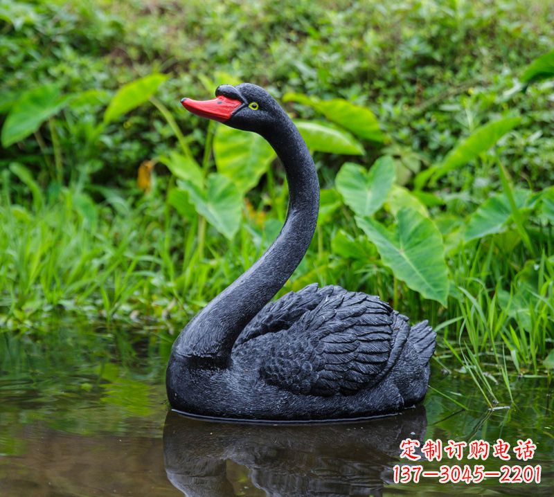 温州黑天鹅婉约鱼尾,完美呈现园林水塘水景