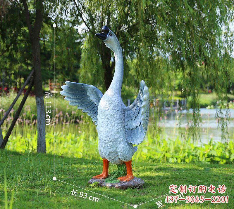 温州站立的灰色展翅天鹅